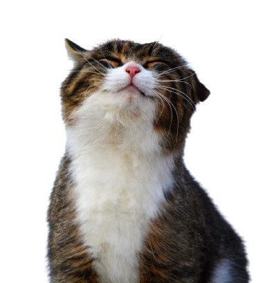 HappyCat copy